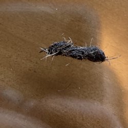 Tenko Japan - Dirt (or something else) in Hibachi Vegetable.