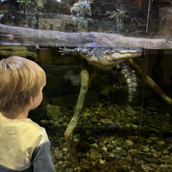 Living Shores Aquarium - One of the beautiful alligators that was super interested in us - Aquariums Near Me - Glen, New Hampshire
