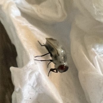 Chick-fil-A - ows a fly on a piece of paper - Fast Food Near Me - Houston, Texas Chick-fil-A - ows a fly on a piece of paper - Fast Food Near Me - Houston, Texas