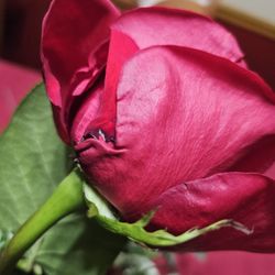 K & V Florist