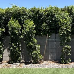Clearly growing crooked which will leave a space and cause issues Clearly growing crooked which will leave a space and cause issues