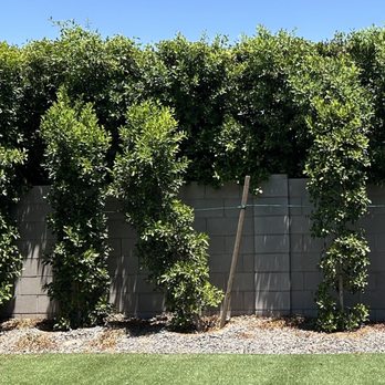 Moon Valley Nurseries - Clearly growing crooked which will leave a space and cause issues - Nurseries & Gardening Near Me - Queen Creek, Arizona Moon Valley Nurseries - Clearly growing crooked which will leave a space and cause issues - Nurseries & Gardening Near Me - Queen Creek, Arizona