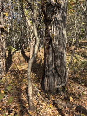 Inwood Hill Park by null