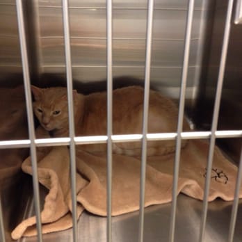 Bartlett Animal Hospital - Veterinarians Near Me - Bartlett, Illinois Bartlett Animal Hospital - Veterinarians Near Me - Bartlett, Illinois