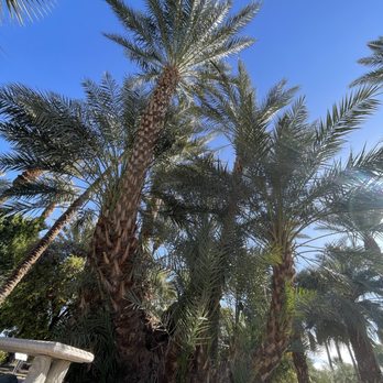 Shields Date Garden - Fruits & Veggies Near Me - Indio, California Shields Date Garden - Fruits & Veggies Near Me - Indio, California