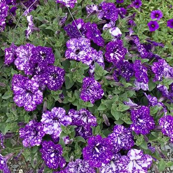 B & L Supply - Close up of these petunias. Looks like somebody splashed them with paint. - Home & Garden Near Me - Pittsboro, North Carolina B & L Supply - Close up of these petunias. Looks like somebody splashed them with paint. - Home & Garden Near Me - Pittsboro, North Carolina