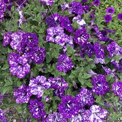B & L Supply - Close up of these petunias. Looks like somebody splashed them with paint.