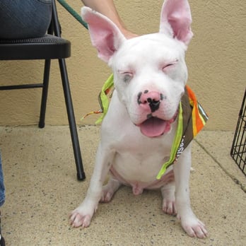 Dog World Rescue - Animal Shelters Near Me
