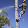 Photo of Francisco's Tree Service