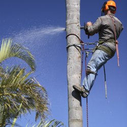 Francisco's Tree Service