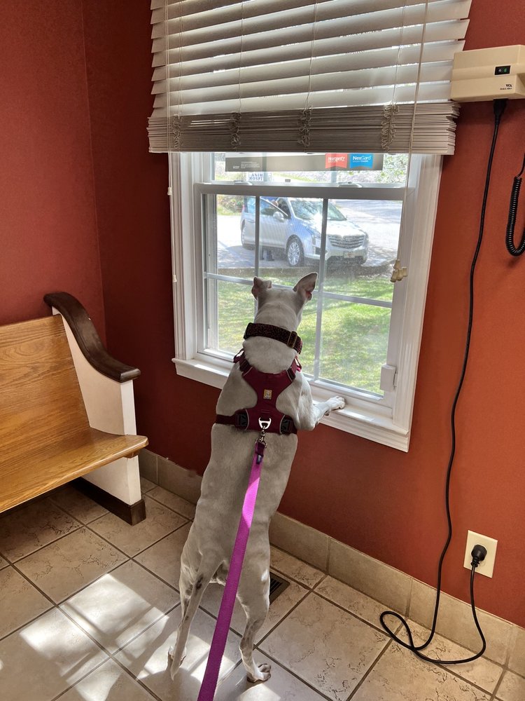 ELLIJAY ANIMAL HOSPITAL Updated October 2024 89 Gudger St, Ellijay