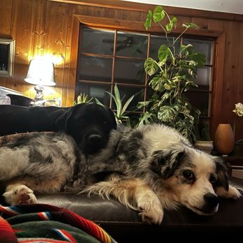 Simpson's Labrador Retrievers  - Nera - Pet Breeders Near Me