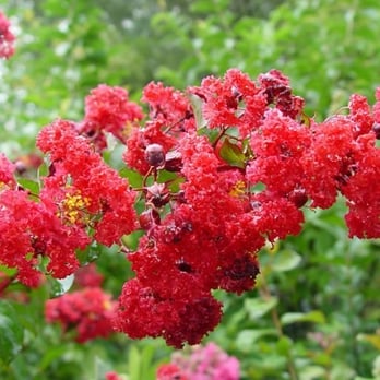 Little Gem Tree Farm - Red Rocket- Crape Myrtle - Nurseries & Gardening Near Me - Saint Helena Island, South Carolina Little Gem Tree Farm - Red Rocket- Crape Myrtle - Nurseries & Gardening Near Me - Saint Helena Island, South Carolina