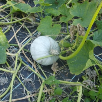 Staudenhof Koch - Nurseries & Gardening Near Me - Iserlohn, NW Staudenhof Koch - Nurseries & Gardening Near Me - Iserlohn, NW