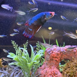 King Half Moon Betta