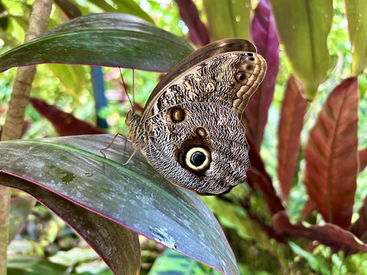 The Key West Butterfly and Nature Conservatory by null