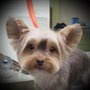 Photo of Dog Tales Pet Spa