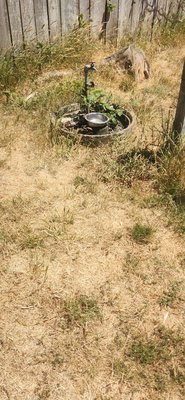 Redwood Coast Cabins and RV Resort by null