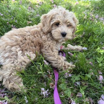 High Desert Labradoodles - Pet Breeders Near Me High Desert Labradoodles - Pet Breeders Near Me