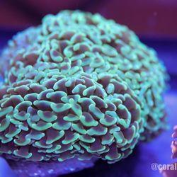 Coral-Vault 