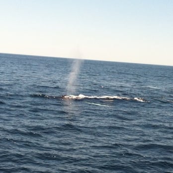 Granite State Whale Watch - "Spout!" as the crew says - Whale Watching Tours Near Me