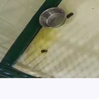 PetSuites Greenwood - Excrement around water bowl - Pet Groomers Near Me - Greenwood, Indiana PetSuites Greenwood - Excrement around water bowl - Pet Groomers Near Me - Greenwood, Indiana