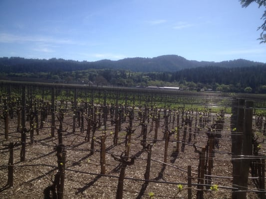 Benessere Vineyards by null