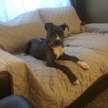 Dog Crazy Lady - Leia at 3 months old - Pet Training Near Me