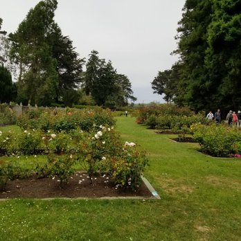 Rose Garden - Gigantic garden! - Parks Near Me - San Francisco, California Rose Garden - Gigantic garden! - Parks Near Me - San Francisco, California