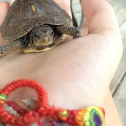 Baby box turtle visiting the Snuggled Inn!