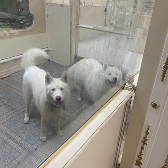 Island Pet Resort - Pet Groomers Near Me - Staten Island, New York