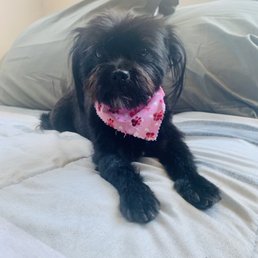 Zoey after grooming