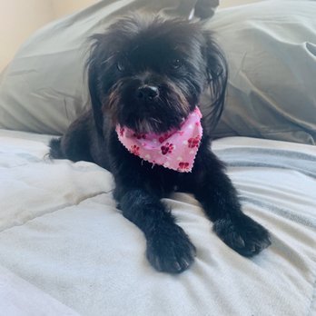 The Dogsmith - Zoey after grooming - Pet Groomers Near Me - Palmdale, California