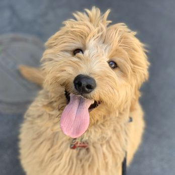 Paw by Paw - Pet Training Near Me Paw by Paw - Pet Training Near Me