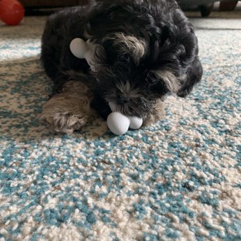Rubio Pet Hospital - Our sweet girl Nala. - Veterinarians Near Me - Melbourne, Florida Rubio Pet Hospital - Our sweet girl Nala. - Veterinarians Near Me - Melbourne, Florida