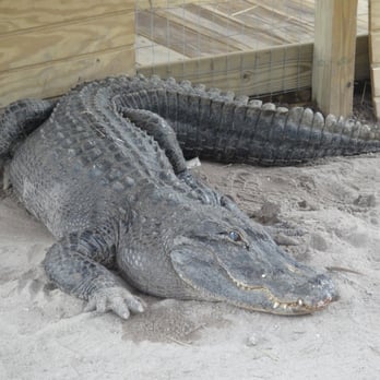 gator park - This is the gator you get to see in the reptile show - Boat Tours Near Me - Miami, Florida