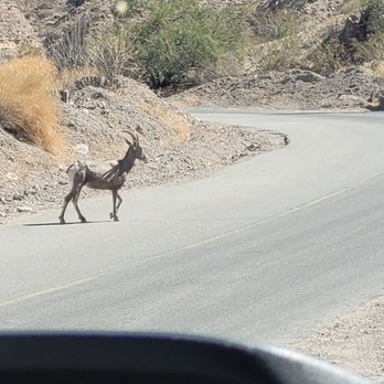 Evolution Expeditions - Sheep - Rafting/Kayaking Near Me - Boulder City, Nevada