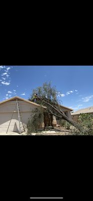 Tree Services - Call us today and let us help you with any of the following tree services we provide.:
Disease management - trees•
Earthmoving or regrading•
Gardening•
Shrub pruning or trimming•
Disease management - trees•
Tree pruning or trimming•
Tree removal