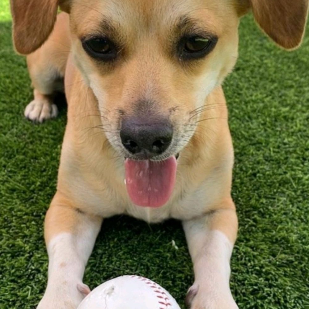 Wag Hotels - Carson - The staff is awesome here. Their love and care for pets is genuine. Benji loved his other home at Wag THANKS - Pet Training Near Me - Carson, California