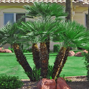 Expert Tree Removal - Tree Services Near Me