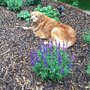 Photo of Sara's Professional Pet Services