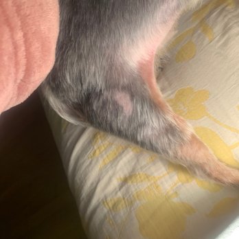 Popcorn Pawz - Cut down To his skin - Pet Stores Near Me - Bronx, New York