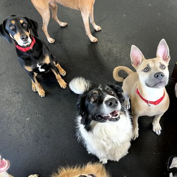 Downtown Dogs - Pet Boarding Near Me - Palo Alto, California