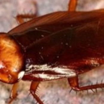 Yorkers Pest Control - Cockroach - Pest Control Near Me - Inwood, New York Yorkers Pest Control - Cockroach - Pest Control Near Me - Inwood, New York