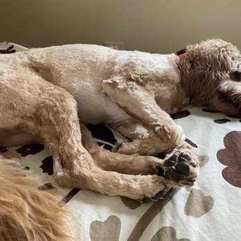 Pet Supplies Plus Streamwood Grooming - Pet Stores Near Me - Streamwood, Illinois Pet Supplies Plus Streamwood Grooming - Pet Stores Near Me - Streamwood, Illinois