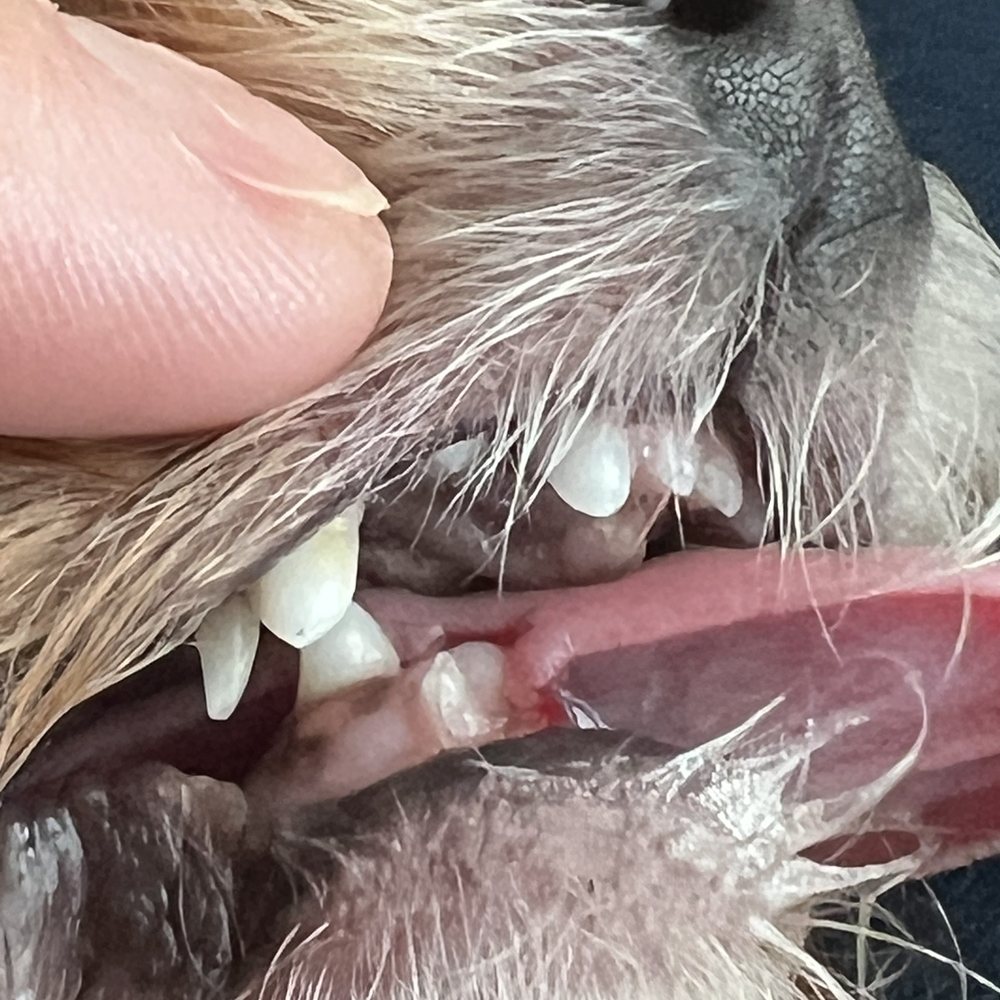 Muddy Paws Grooming - Pet Groomers Near Me - Livermore, California