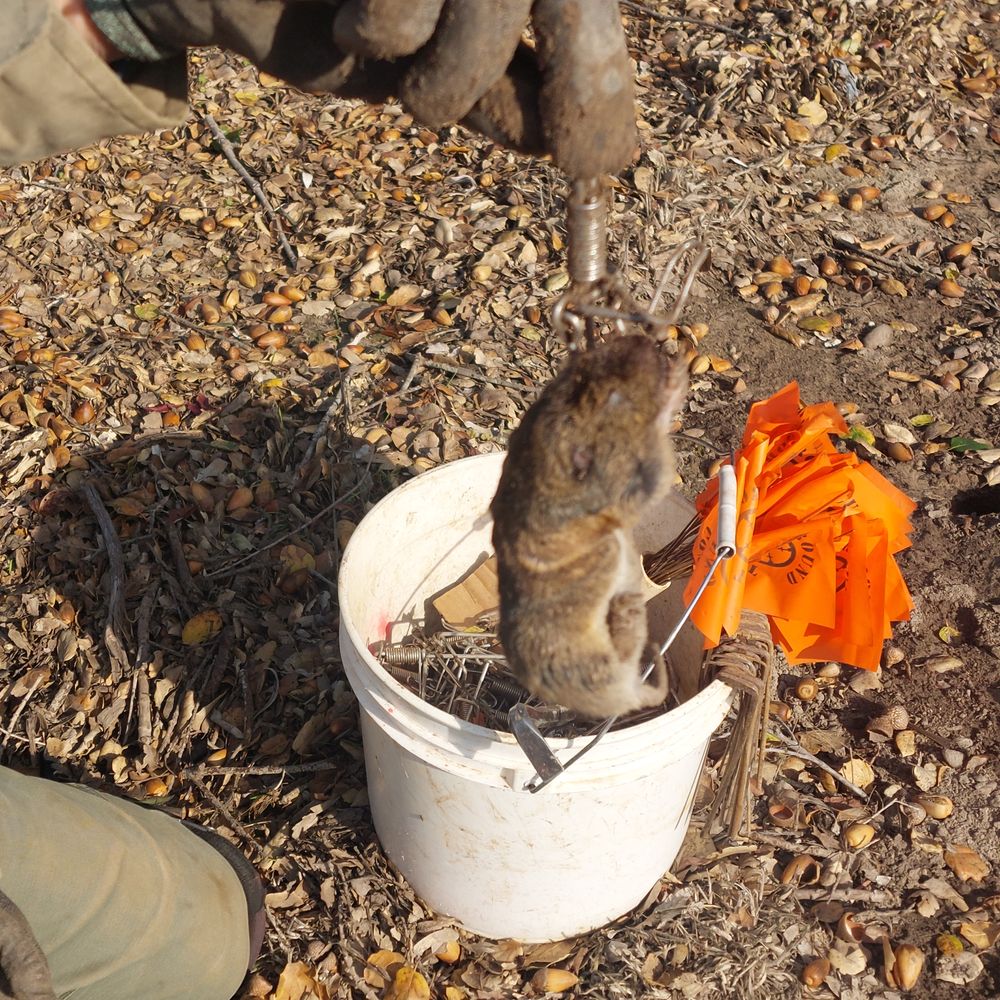 THE BEST 10 Gopher Control in Petaluma, CA - Updated 2026 - Quality &  Affordability - Yelp