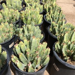 Ponderosa Cactus