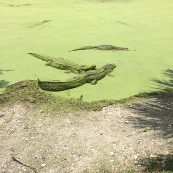 Jungle Adventures - Tours Near Me - Christmas, Florida Jungle Adventures - Tours Near Me - Christmas, Florida
