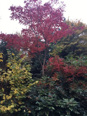 Cambridge University Botanic Garden by null